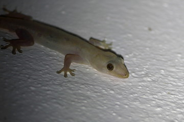 gecko
