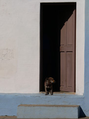 Typical wooden front door and concrete step in Cuba with a dog on the threshold standing in the doorpost looking down the street. Almost abstract image of a canine in front of a house on a sunny day.