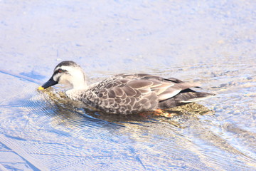 カルガモ　水面