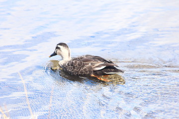 カルガモ　水面