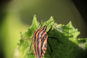 Small insects in the grass photo Czech Republic, Europe