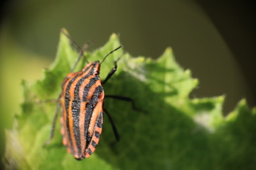 Small insects in the grass photo Czech Republic, Europe