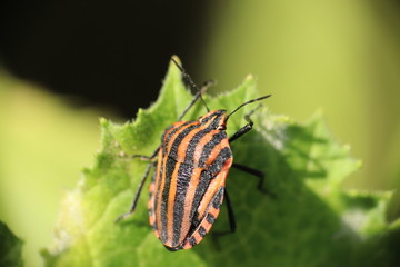 Small insects in the grass photo Czech Republic, Europe