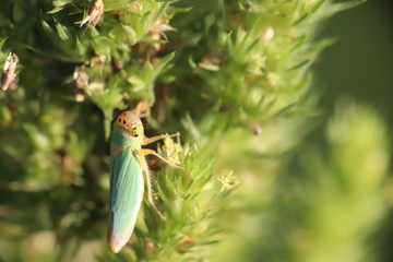 Small insects in the grass photo Czech Republic, Europe
