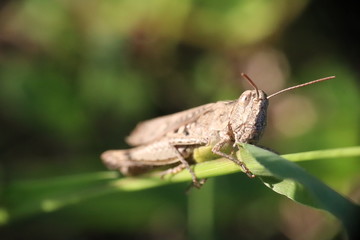 Small insects in the grass photo Czech Republic, Europe