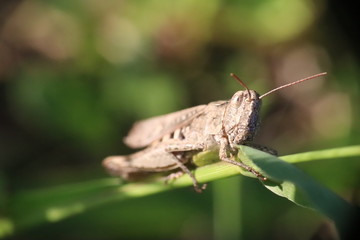 Small insects in the grass photo Czech Republic, Europe
