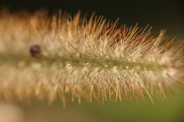Small insects in the grass photo Czech Republic, Europe