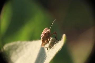 Small insects in the grass photo Czech Republic, Europe