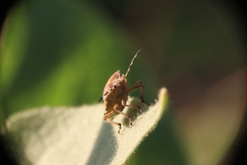 Small insects in the grass photo Czech Republic, Europe