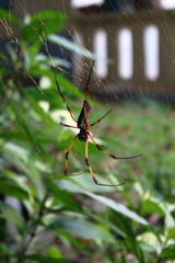 nephila