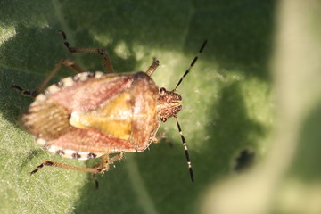 Small insects in the grass photo Czech Republic, Europe