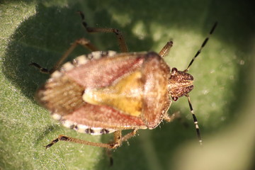 Small insects in the grass photo Czech Republic, Europe