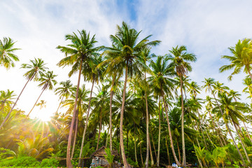 Fototapeta na wymiar Sun light with coconut palm tree on sea beach