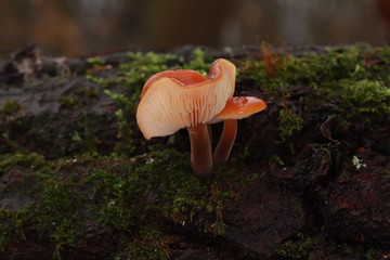 Flammulina velutipes winter, edible mushroom, photo Czech Republic, Europe © Milan