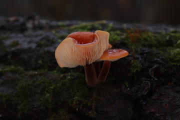 Fototapeta premium Flammulina velutipes winter, edible mushroom, photo Czech Republic, Europe
