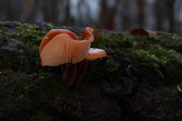 Flammulina velutipes winter, edible mushroom, photo Czech Republic, Europe