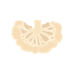 Cauliflower cut. Organic food concept. Vector illustration.