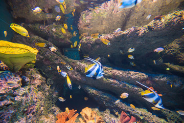 Underwater school of moorish idol colorful butterfly sea fish