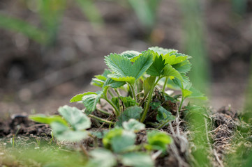 young strawberries on the garden