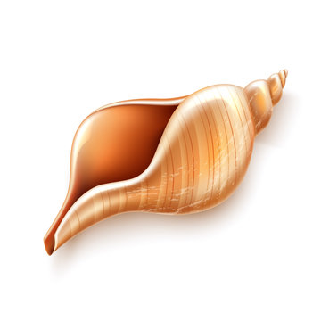 Vector pearl seashell mother shell luxury sign