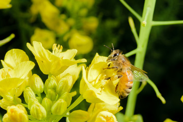 ミツバチと菜の花