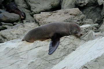 Obraz premium Fur seal pub, Kaikoura coast, New Zealand