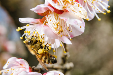 ミツバチと紅梅