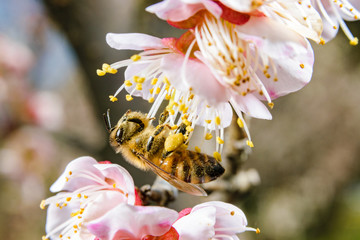 ミツバチと紅梅