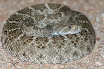 Diamondback Rattlesnake - Pit Viper Snake in Arizona Desert