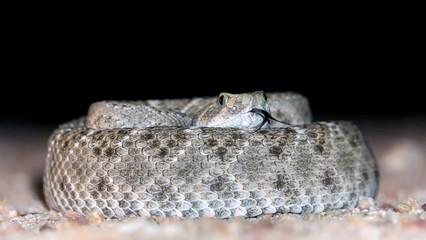 Western Diamondback Rattlesnake - Flicking Tongue Out