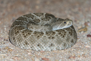 Western Diamondback Rattlesnake - Venomous Pit Viper Snake