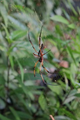 nephila