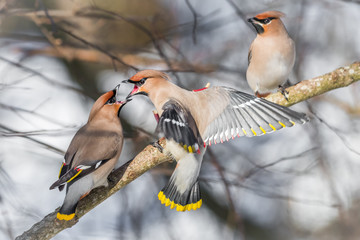 Waxwing
