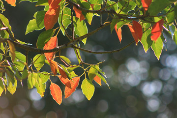 秋　紅葉　光る木の葉
