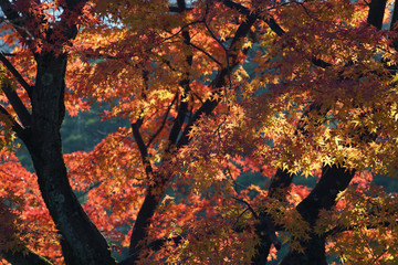 秋　紅葉　鮮やか