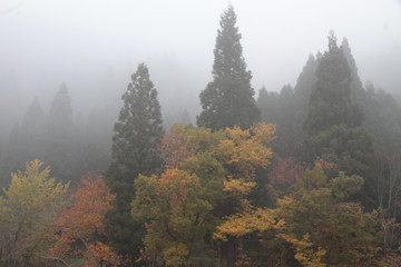 霧の紅葉