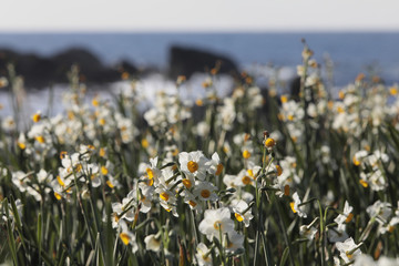 水仙の花