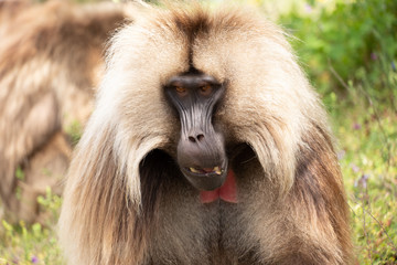 Gelada Monkeys, Simien Mountains,  Ethiopia