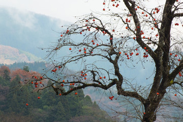 冬　柿の木