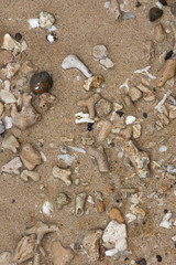 sea shells on the beach