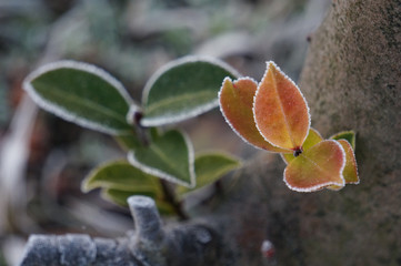 冬　霜　木の葉