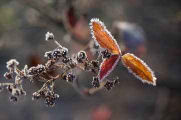 冬　霜のついた葉と木の葉
