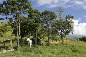 White horse blue sky and green pasture on the farm