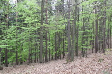 Fototapeta premium Nature, photo Czech republic, Europe