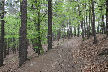 Nature, photo Czech republic, Europe