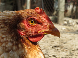 Chicken on the farm, brown hen portrait. Rural scene, household economy, poultry concept