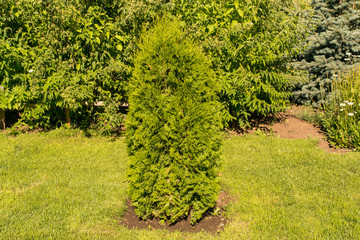 Obraz premium Green juniper bush in the park