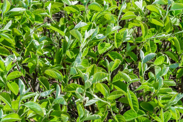 Beautiful background of green leaves of a shrub