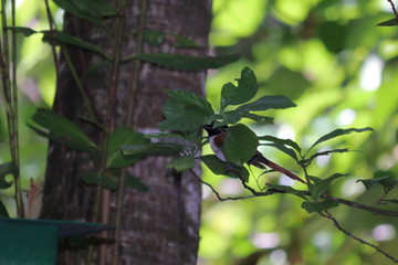 seychelles paradise flycatcher