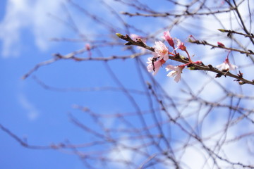 plum flowers in Japan